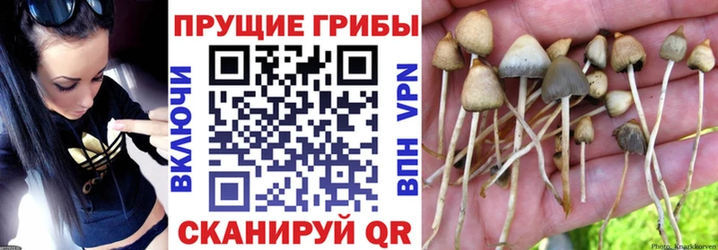 Псилоцибиновые грибы Magic Shrooms  где можно купить   Советская Гавань 